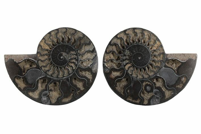 Cut & Polished Ammonite Fossil - Unusual Black Color #250500